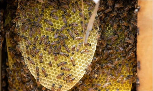 How Bees Build Honeycomb?